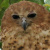 Pel's Fishing Owl