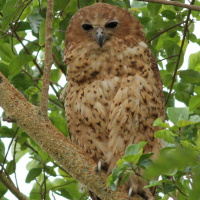 Pel's Fishing Owl