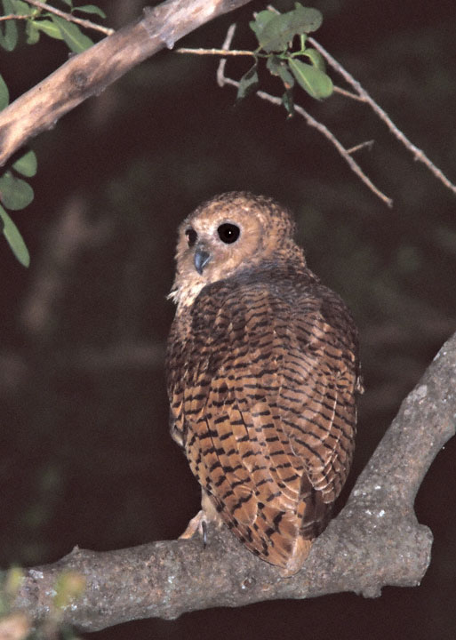 Rear view of a Pel's Fishing Owl looking to the left by Greg Lasley
