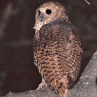 Pel's Fishing Owl