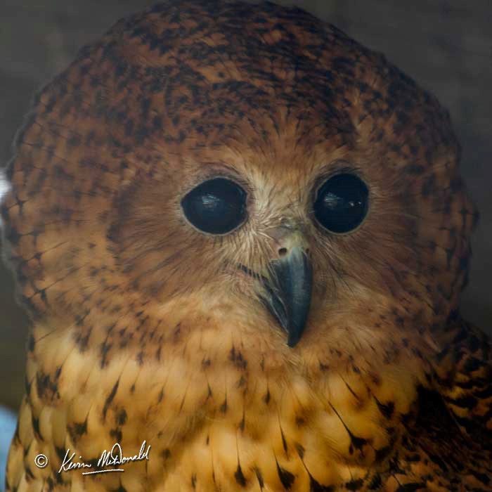 Close facial view of a Pel's Fishing Owl by Kevin McDonald