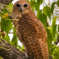 Pel's Fishing Owl