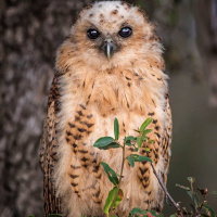 Pel's Fishing Owl