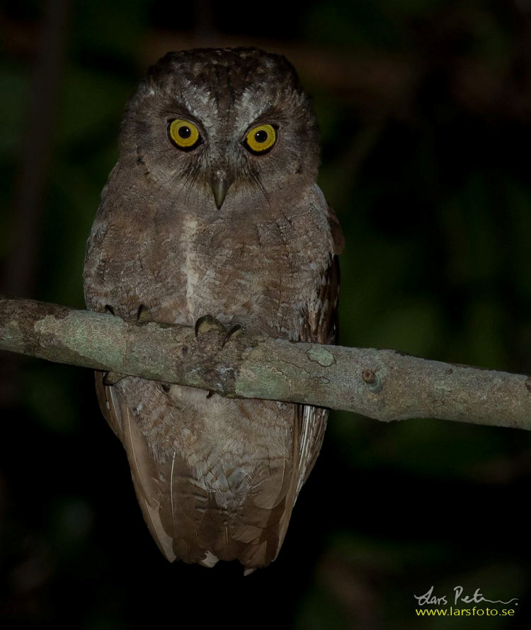 Close view of a Pemba Scops Owl perched on a branch at night by Lars Petersson