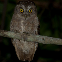 Pemba Scops Owl