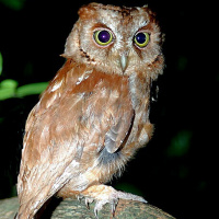 Pemba Scops Owl