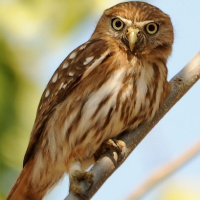 Peruvian Pygmy Owl