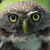 Peruvian Pygmy Owl