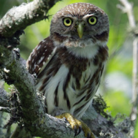 Peruvian Pygmy Owl