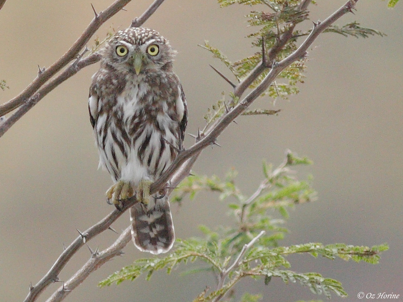 Peruvian Pygmy Owl perched on a thorny branch by Oz Horine
