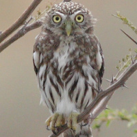 Peruvian Pygmy Owl