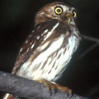 Peruvian Pygmy Owl