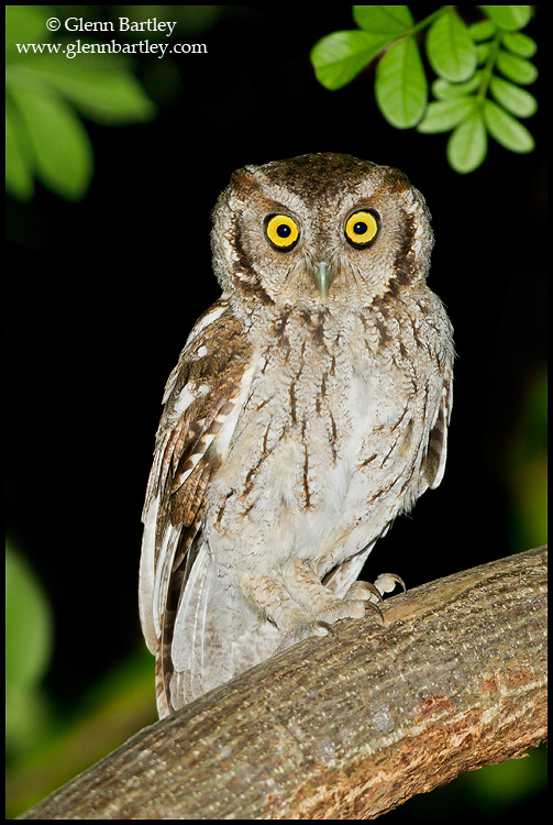 Peruvian Screech Owl stands on a large branch at night by Glenn Bartley