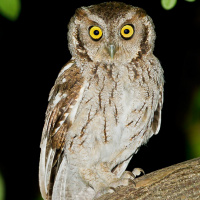 Peruvian Screech Owl