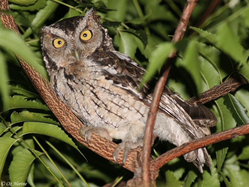 Peruvian Screech Owl moves around in the foliage at night by Oz Horine