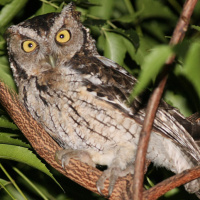 Peruvian Screech Owl