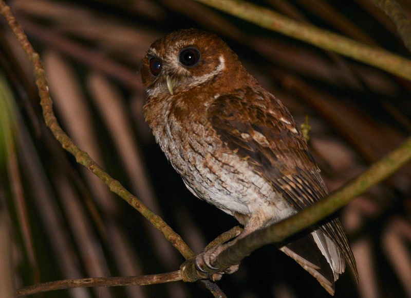 Side view of a Puerto Rican Screech Owl perched on a vine at night by Alan Van Norman