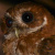 Puerto Rican Screech Owl