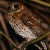 Puerto Rican Screech Owl