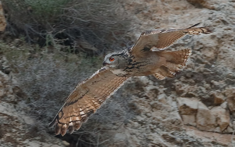 Pharaoh Eagle Owl flies through a gully by Assaf Gavra
