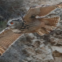 Pharaoh Eagle Owl