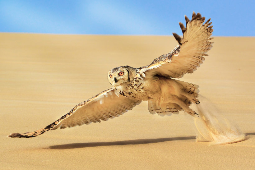 Pharaoh Eagle Owl takes off from the sand by Faisal Hajwal