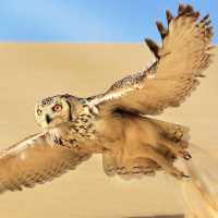 Pharaoh Eagle Owl