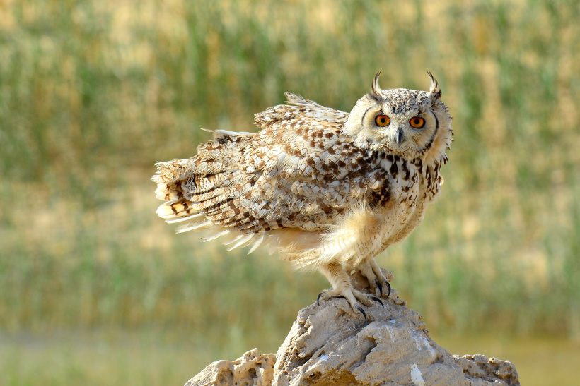 Side view of a Pharaoh Eagle Owl perched on a mound looking at us by Faisal Hajwal