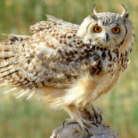 Occhio Di Aquila Owl, Occhio Del Gufo Dell'Aquila Eurasiano, Bubo