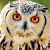 Pharaoh Eagle Owl