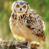 Pharaoh Eagle Owl