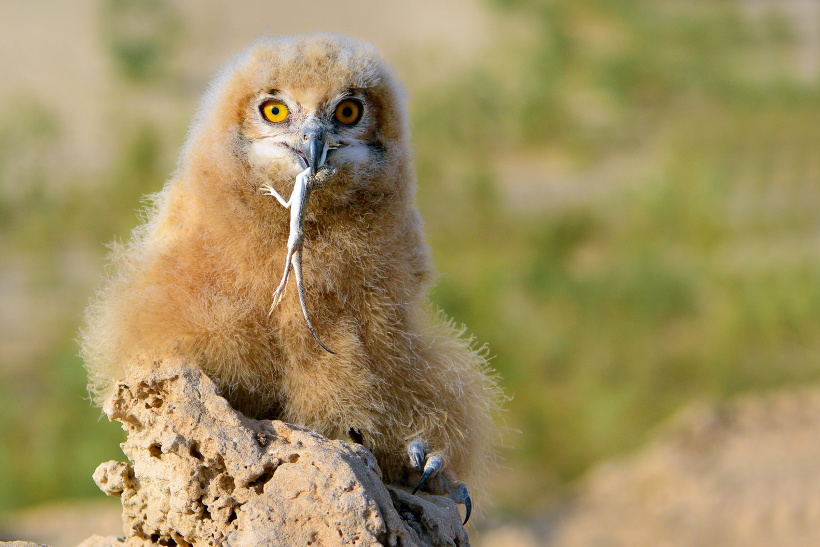 Young Pharaoh Eagle Owl with a dead lizard in its beak by Faisal Hajwal