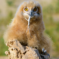 Pharaoh Eagle Owl