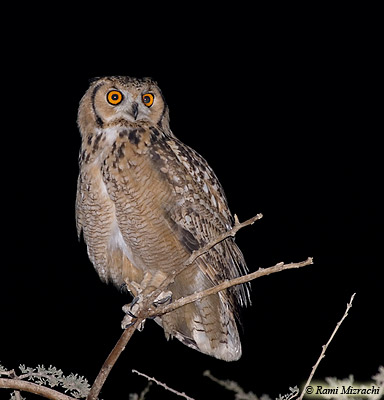 Pharaoh Eagle Owl perched on a high twig at night by Rami Mizrachi