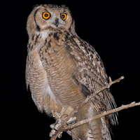 Pharaoh Eagle Owl