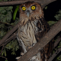 Philippine Eagle Owl