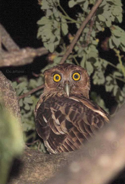 A partially obscured Philippine Eagle Owl looking back over its shoulder by Christian Artuso