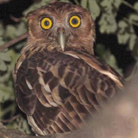 Philippine Eagle Owl