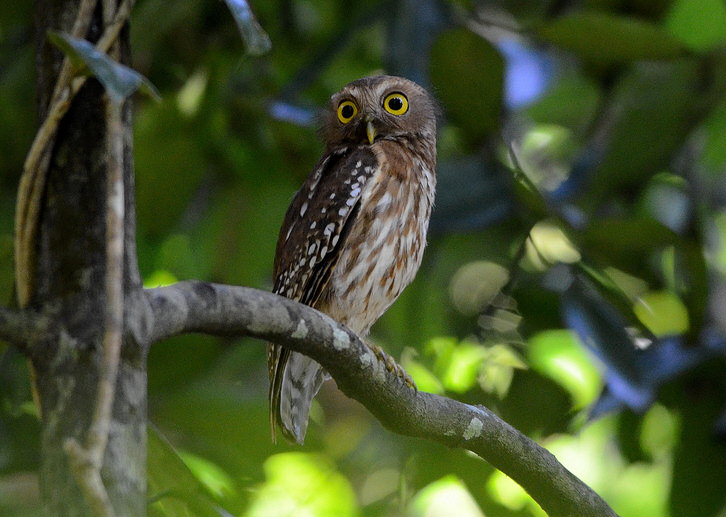 Side view of a Luzon Hawk Owl with its head turned by Bram Demeulemeester