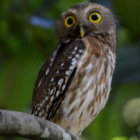 Luzon Hawk Owl