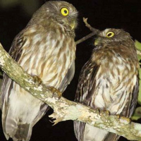 Luzon Hawk Owl