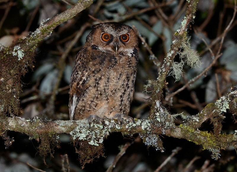 Philippine Scops Owl sitting on a moss and lichen covered branch by Bram Demeulemeester