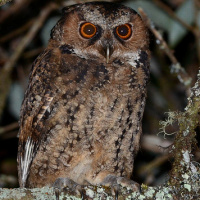 Philippine Scops Owl