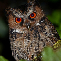 Philippine Scops Owl