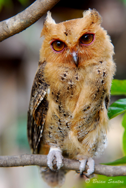 Close up portrait of a Philippine Scops Owl perched on a branch by Brian Santos