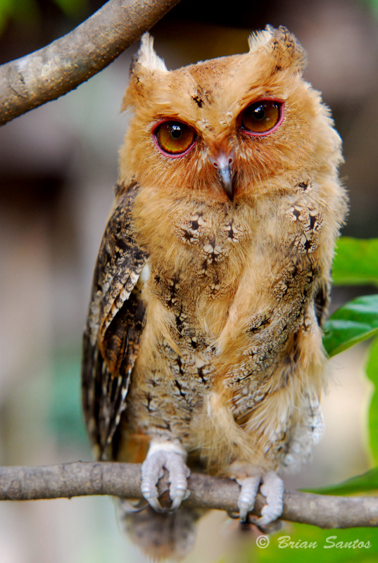 Philippine Scops Owl (Otus megalotis) by Brian Santos - The Owl Pages