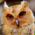 Philippine Scops Owl