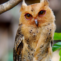 Philippine Scops Owl