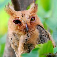 Philippine Scops Owl