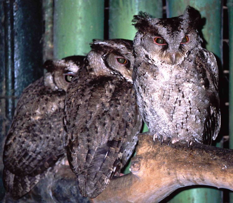 Three Philippine Scops Owls sitting on a large branch by Desmond Allen